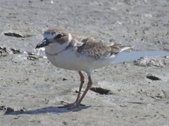 Charadrius wilsonia