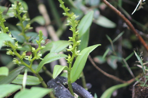 Epidendrum paniculorugulosum Hágsater & E.Santiago