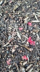 Nidulariaceae