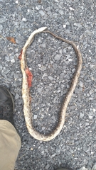 Pantherophis spiloides