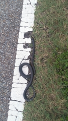 Coluber constrictor