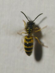 Vespula vulgaris