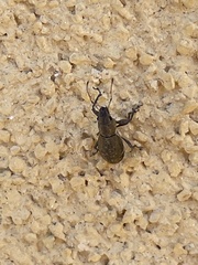 Pantomorus cervinus