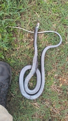 Coluber constrictor