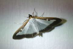 Cydalima perspectalis