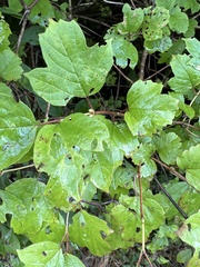 Vaccinium corymbosum