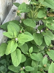 Arctium