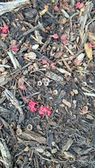 Nidulariaceae