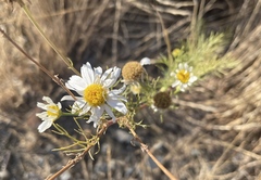Anthemis cotula