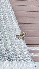 Passer domesticus