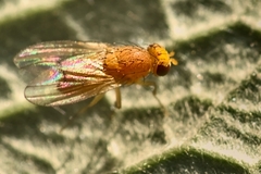Lauxaniidae