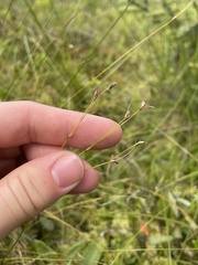 Carex billingsii