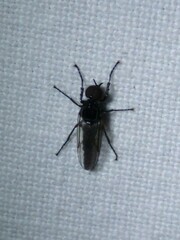 Dilophus febrilis
