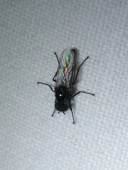 Dilophus febrilis