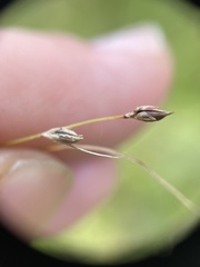 Carex billingsii
