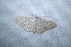 Idaea seriata