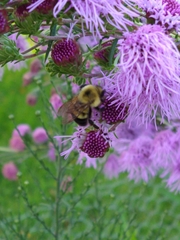 Bombus bimaculatus