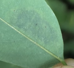 Chrysaster ostensackenella