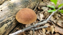 Austroboletus gracilis
