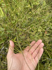 Carex billingsii