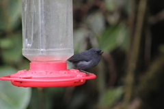 Diglossa albilatera