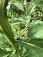 Tenodera