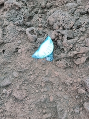Physalia physalis