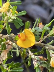 Pultenaea
