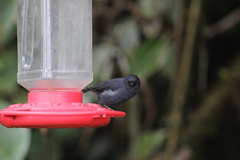 Diglossa albilatera