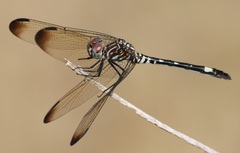 Dythemis velox