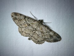 Peribatodes rhomboidaria