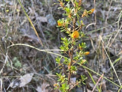 Pultenaea