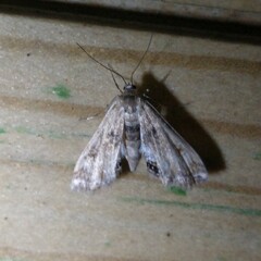 Cataclysta lemnata