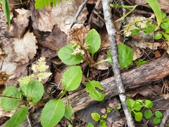 Orthilia secunda