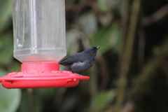 Diglossa albilatera