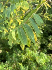 Juglans nigra