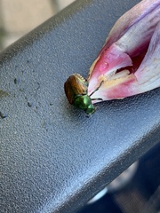 Popillia japonica