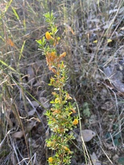 Pultenaea