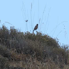 Saxicola rubicola