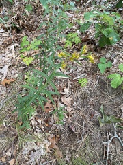 Solidago odora