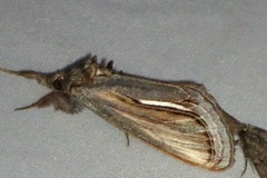 Gerrodes minatea