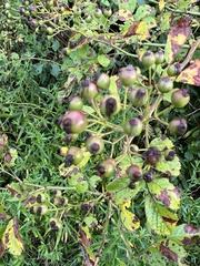 Rosa multiflora