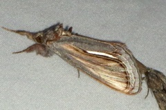 Gerrodes minatea
