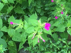 Mirabilis jalapa