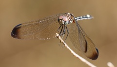 Dythemis velox