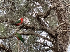 Alisterus scapularis