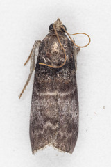 Acrobasis angusella