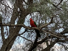 Alisterus scapularis