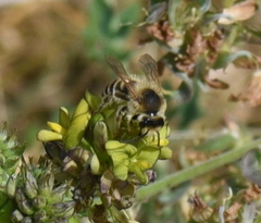 Andrena flavipes