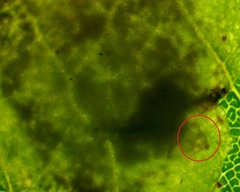 Chrysaster ostensackenella